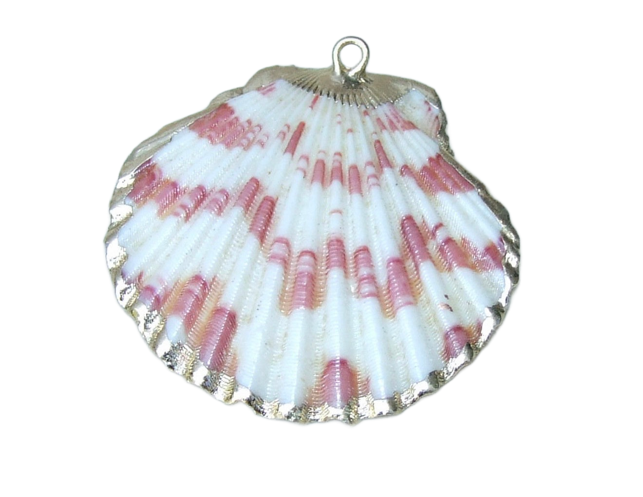 Seashell - Large
