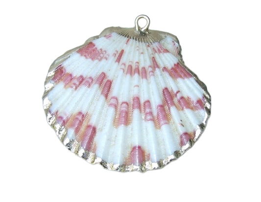 Seashell - Large